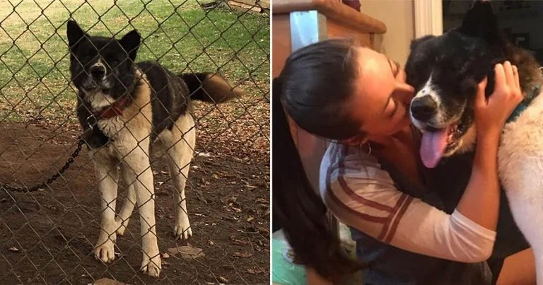 Mujer visitó a una perrita durante un año hasta que pudo rescatarla y llevarla a casa