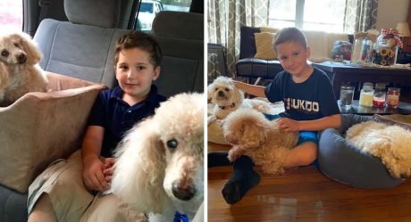 Niño adoptado rescata perros viejos que necesitan un hogar como él