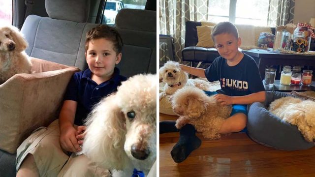 Niño salva perros viejos que necesitan un hogar