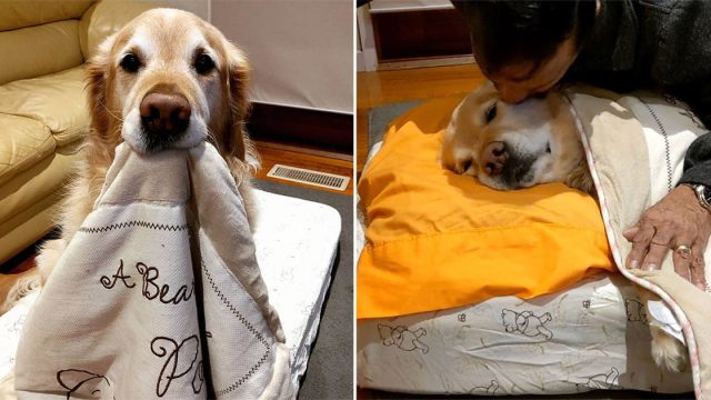 Papá no quería un perro ahora lo arropa