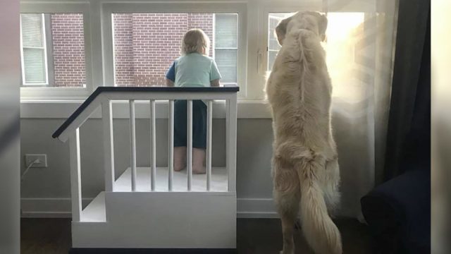 Papá construye un fuerte para que su hijo pueda mirar por la ventana