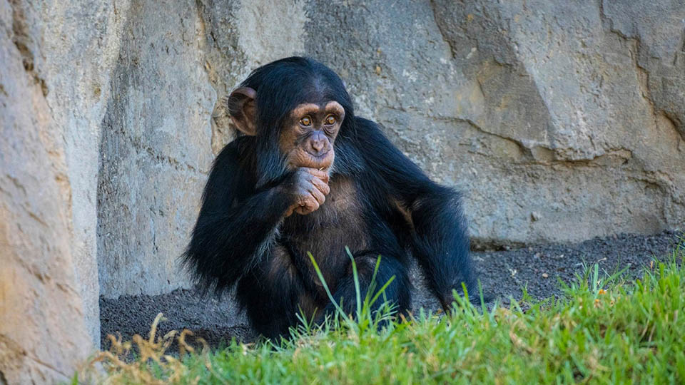 Pequeño chimpancé sentado