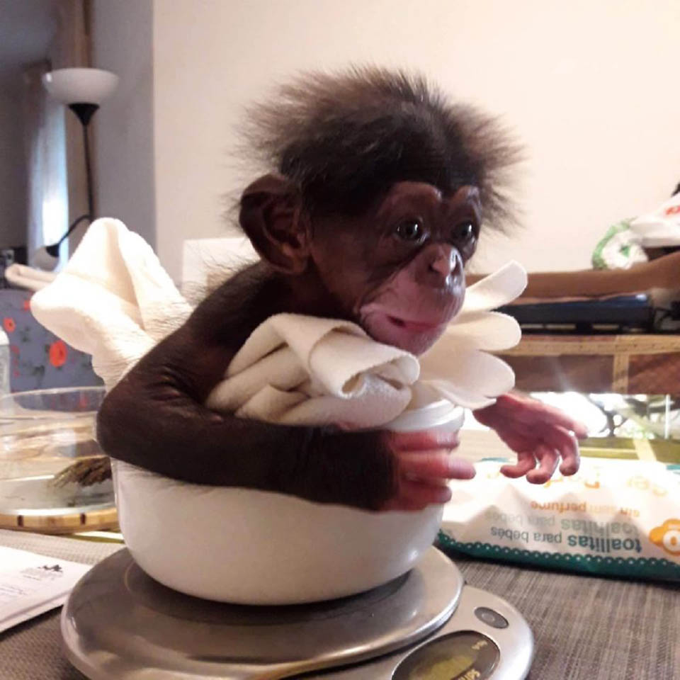 Pequeño chimpancé