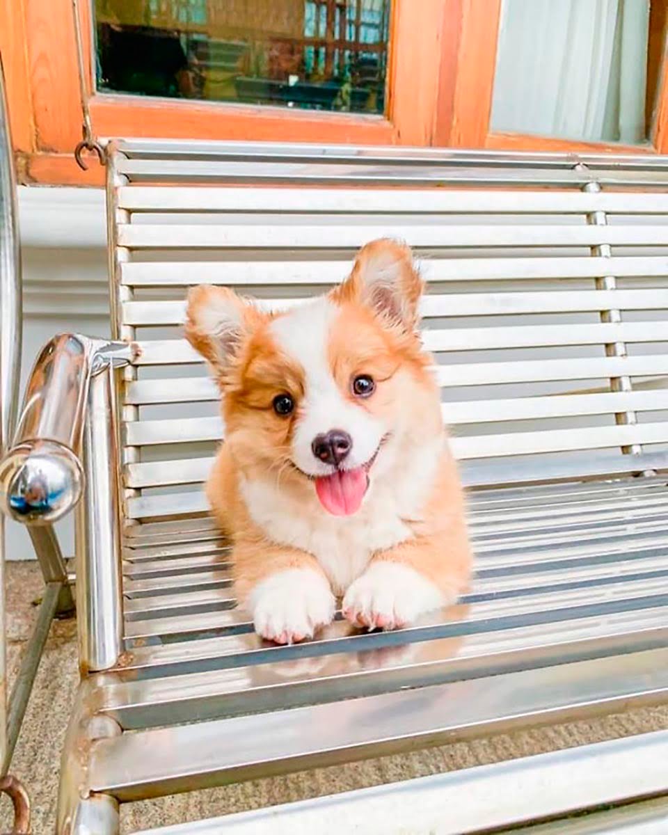 Pequeño corgi posando