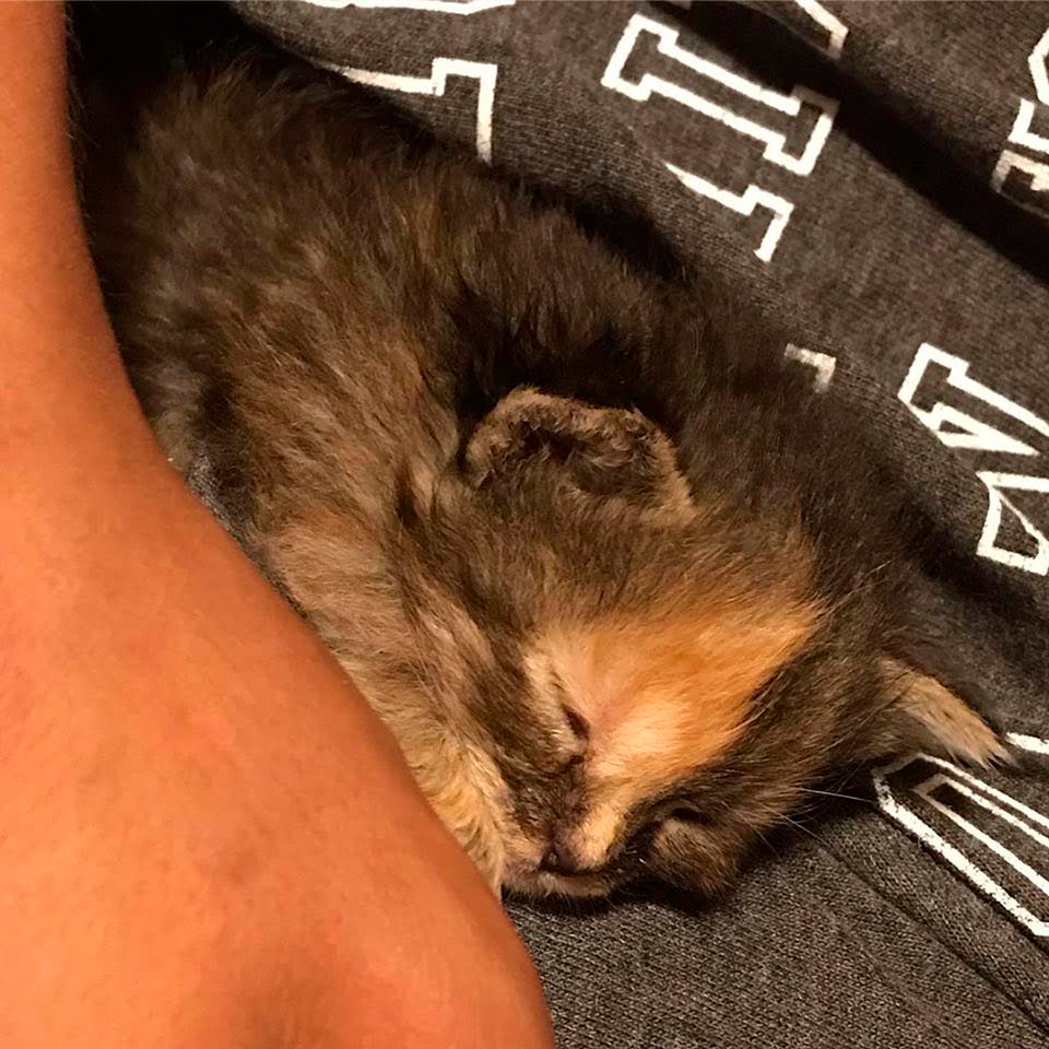 Pequeño gatito abraza a un joven