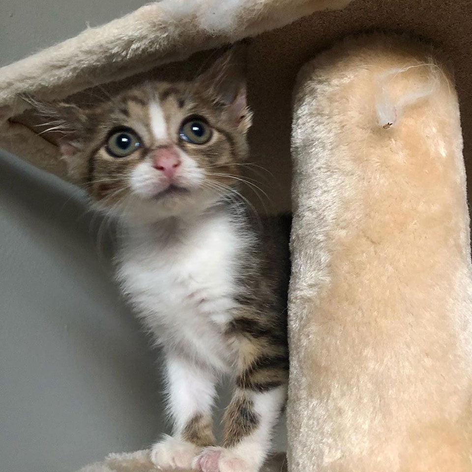 Pequeño gatito encontrado