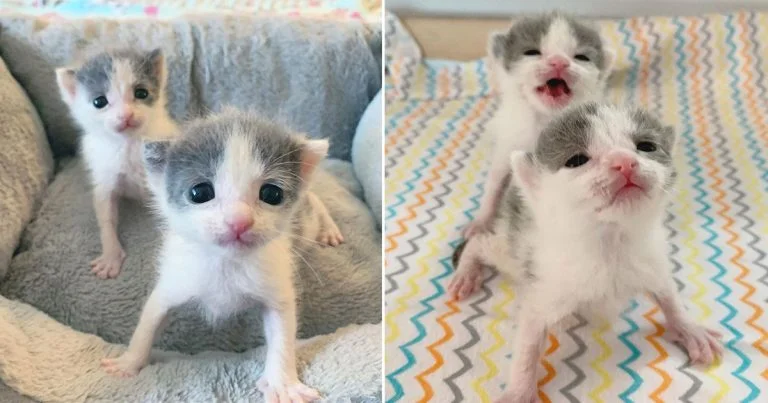 Gatitos gemelos insisten en permanecer juntos ayudándose el uno al otro