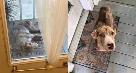 Perrita aparece en el porche de una familia y se niega a irse