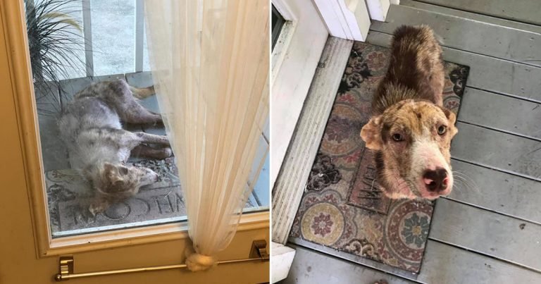Perrita aparece en el porche de una familia y se niega a irse