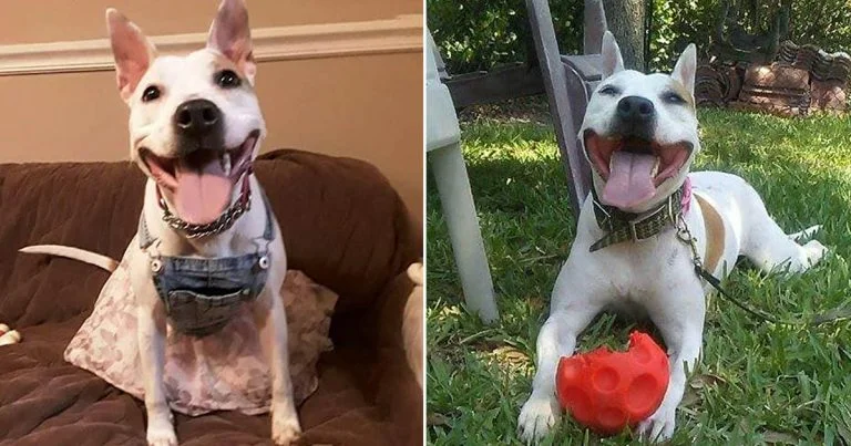 Esta perrita ha estado esperando toda su vida a que alguien la adopte