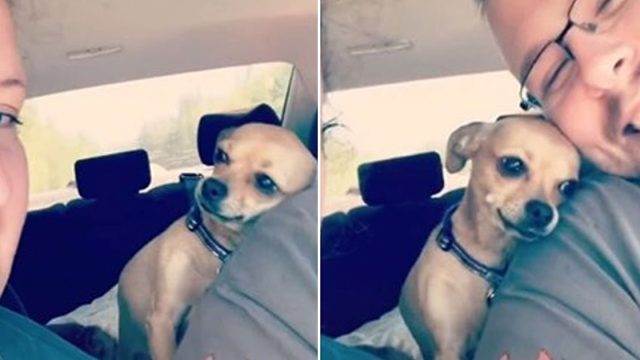 Perrita no tiene miedo de reclamar a su padre