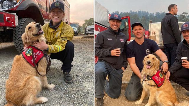 Perrita reparte abrazos a bomberos