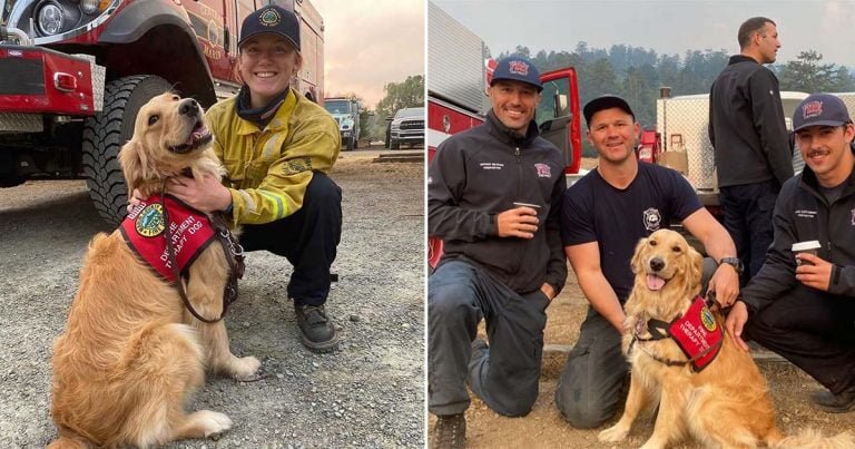 Perrita reparte abrazos a bomberos