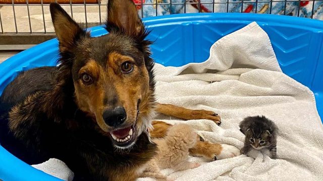 Perrita rescatada adopta tres gatitos