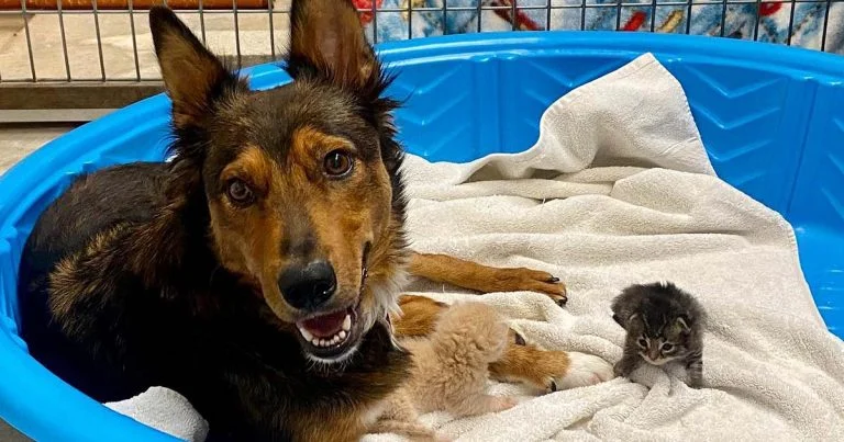 Perrita rescatada adopta tres gatitos