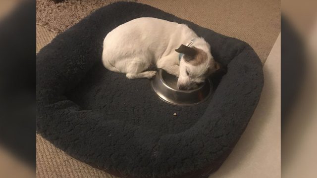 Perrito duerme con cuenco de comida