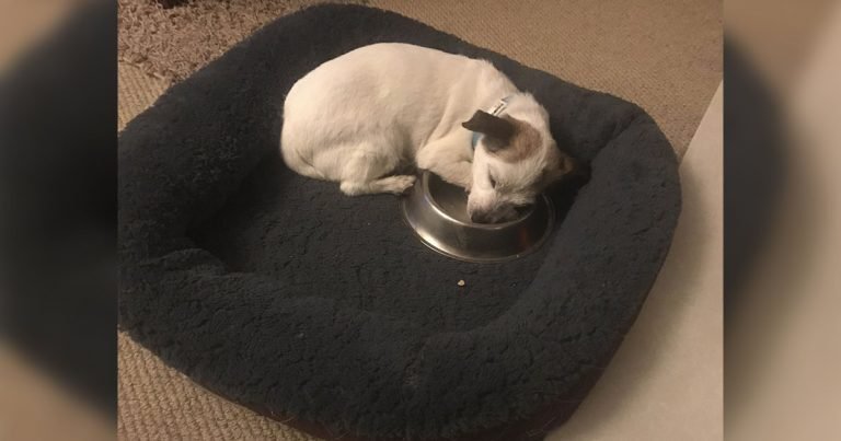 Este perrito rescatado duerme con su nuevo cuenco de comida cada noche