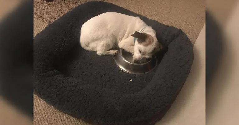 Perrito duerme con cuenco de comida
