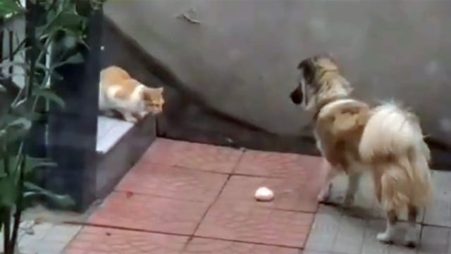 Perro comparte su comida con un gato sin hogar