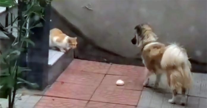 Perro comparte su comida con un gato sin hogar