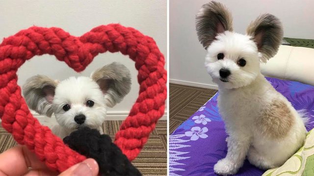 Perro con orejas gigantes y esponjosas se parece a Mickey Mouse