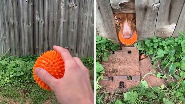 Perro juega a la pelota con los vecinos a través de un agujero en la cerca