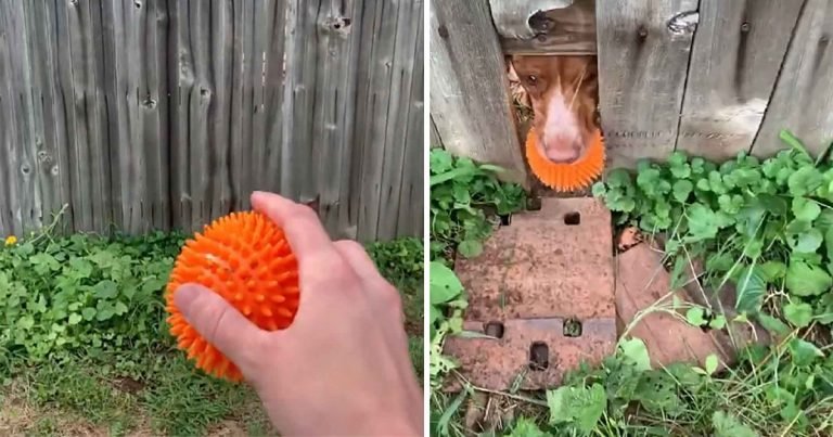 Perro juega a la pelota con los vecinos a través de un agujero en la cerca