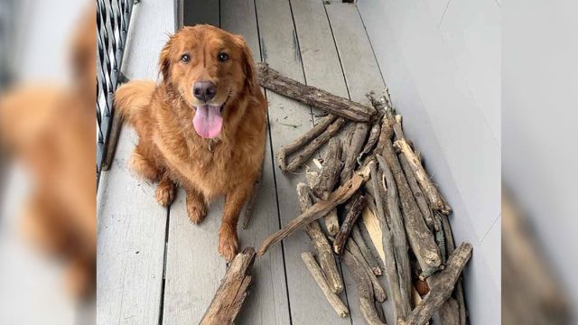 Perro le muestra a su papá lo orgulloso que está de su colección de palos