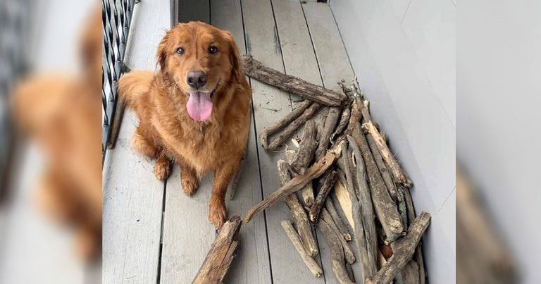 Perro le muestra a su papá lo orgulloso que está de su colección de palos