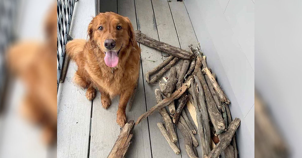 Perro le muestra a su papá lo orgulloso que está de su colección de palos