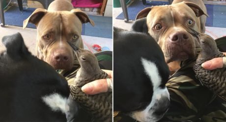Perro le trae a mamá un pájaro herido y espera para asegurarse de que esté bien