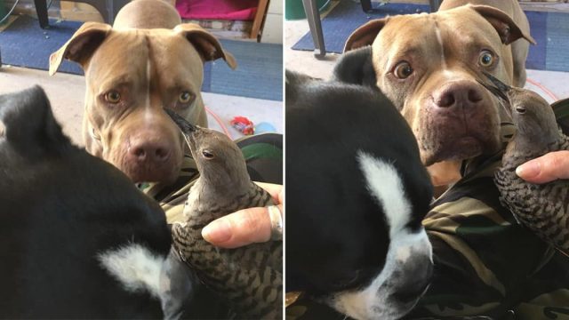 Perro le trajo a mamá un pájaro herido