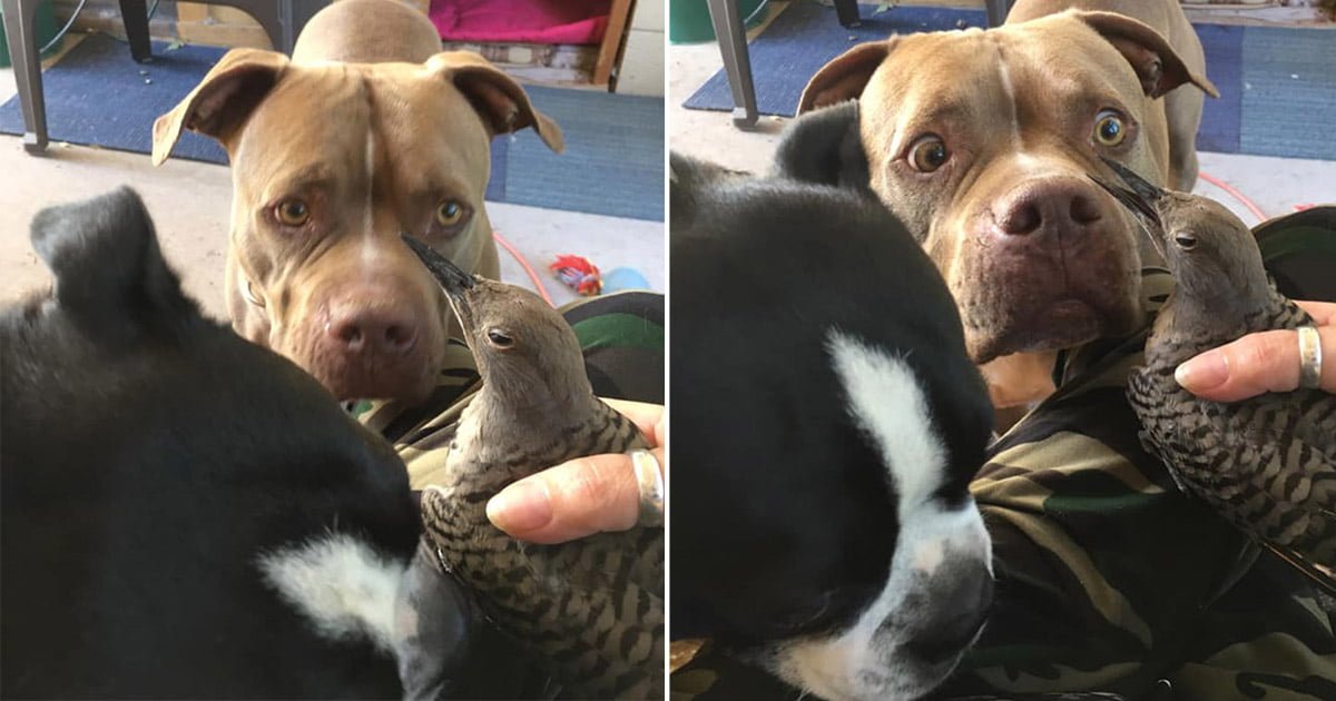 Perro le trajo a mamá un pájaro herido