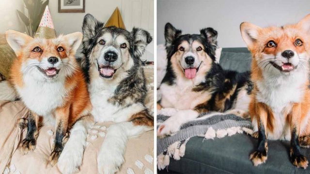 Perro se convierte en mejor amigo de zorro sonriente