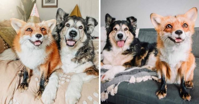 Perro se convierte en mejor amigo de zorro sonriente