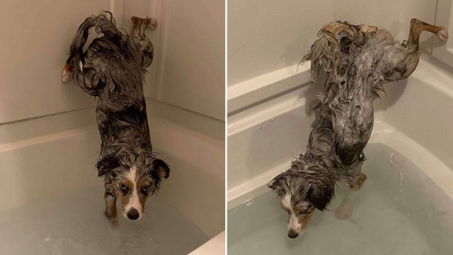 Perro se niega a mojarse el trasero