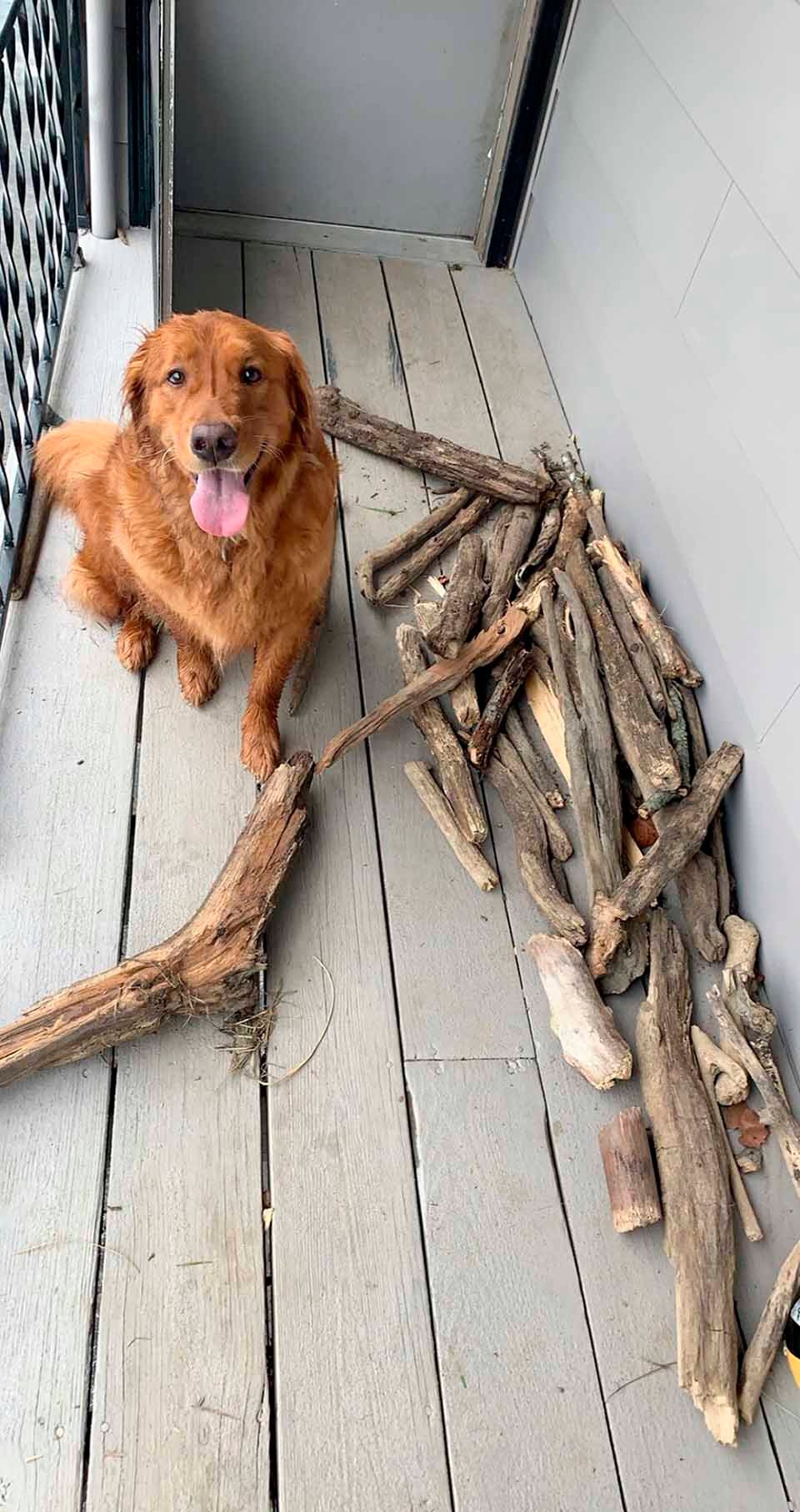Perro y su colección de palos