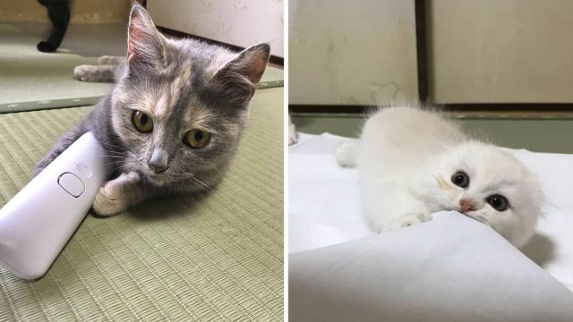 Posada japonesa ofrece compañero gato huespedes