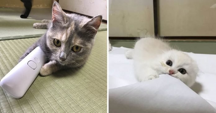 Posada japonesa ofrece compañero gato huespedes