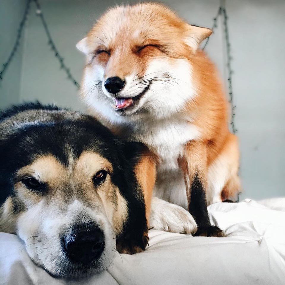 Zorro sonríe junto a su amigo perro