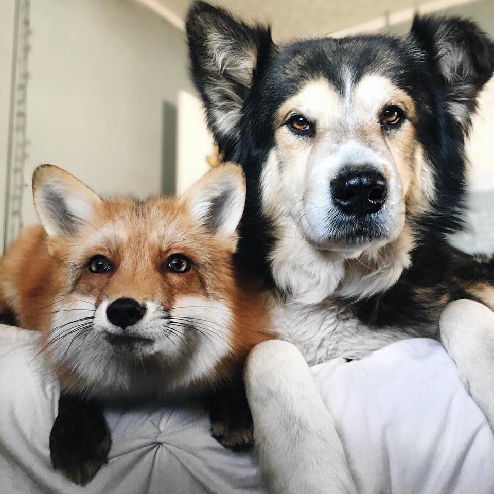 Zorro y perro son inseparables