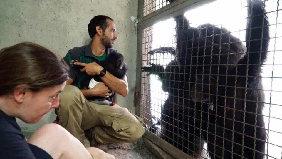 cuidadores y chimpancés