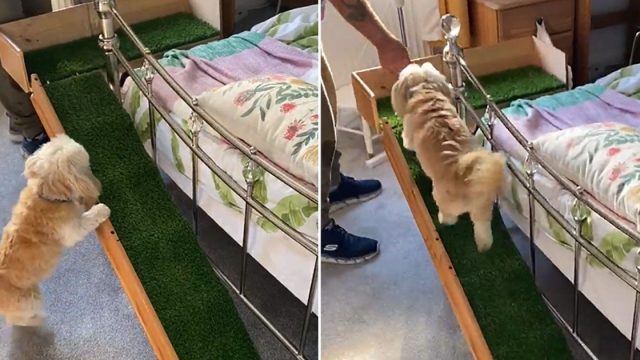 Abuelo construyó rampa especial a su perrita