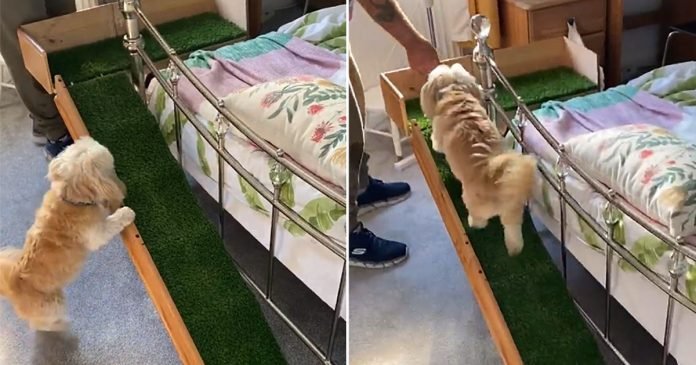 Abuelo construyó rampa especial a su perrita