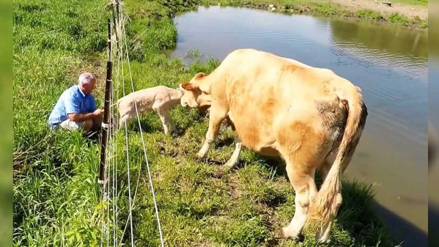 Conmovedor video capta a una vaca pidiéndole a un hombre ayuda