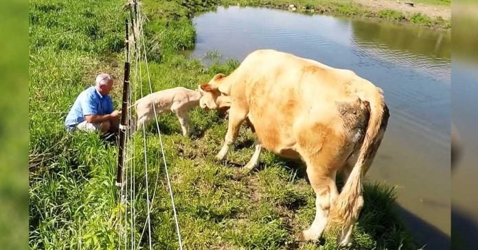 Conmovedor video capta a una vaca pidiéndole a un hombre ayuda