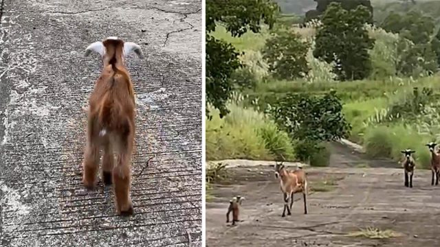 Esta cría de cabra perdida está encantada de reunirse con su familia