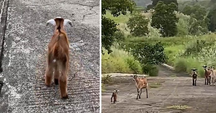 Esta cría de cabra perdida está encantada de reunirse con su familia