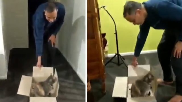 Este gato exige que lo lleven en su caja todas las noches antes de acostarse