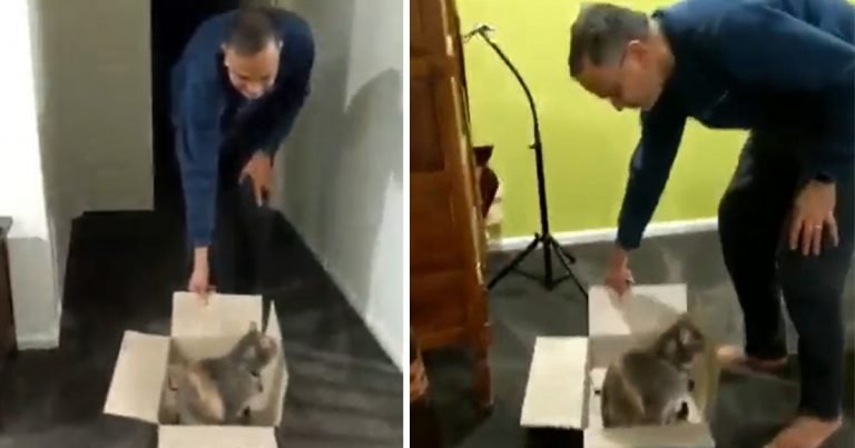 Este gato exige que lo lleven en su caja todas las noches antes de acostarse